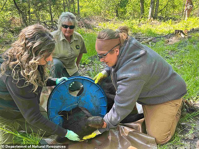 DNR created a trap and removed the plastic lid after administering anesthesia to the two-year-old black bear