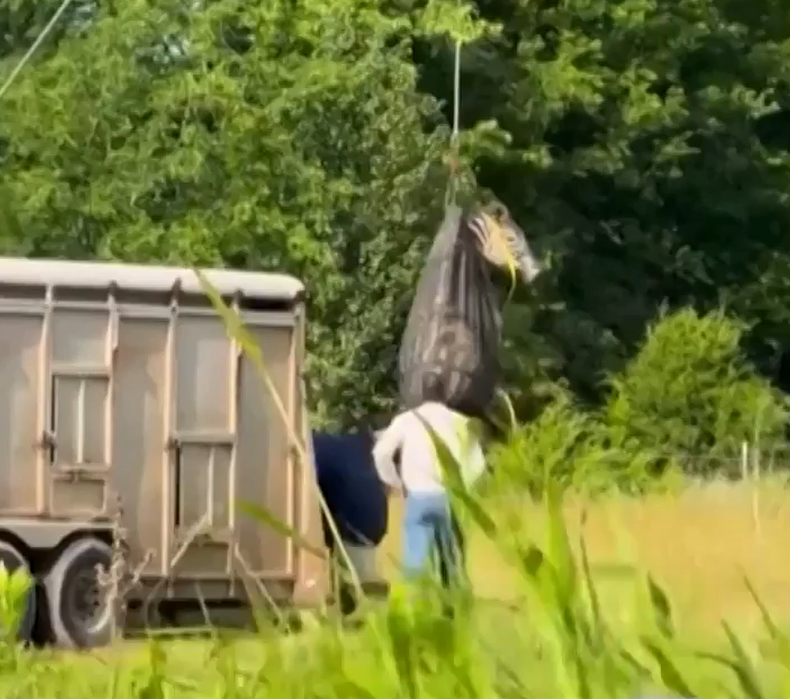 Zebra being lifted into a trailer.