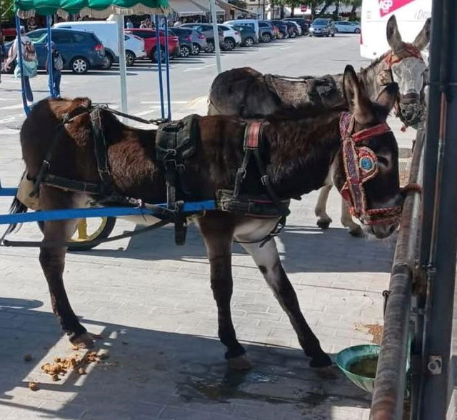 Two donkeys harnessed to a cart, one appearing emaciated and standing in its own urine.
