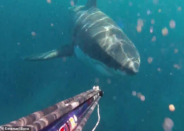 A spearfisher encountere a large great white shark near the Royal National Park (above)
