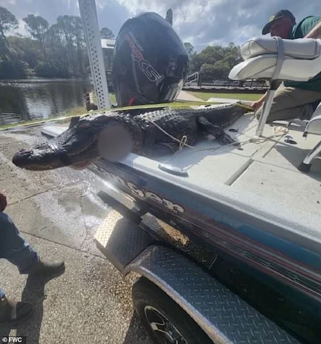 A brave husband has saved his wife from an alligator attack by clinging to her as the 8-foot predator tried to drag her underwater while a second man jammed his fingers deep into the beast's eyes. The alligator (pictured) was later caught and killed