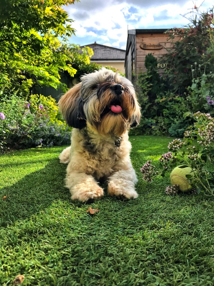 Terrier puppy lying on the grass, waiting for a tennis ball.