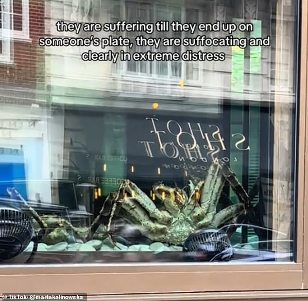 Novikov Restaurant's window display that features a live crab (pictured) has met criticism online