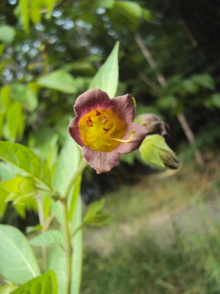 Deadly nightshade flower.
