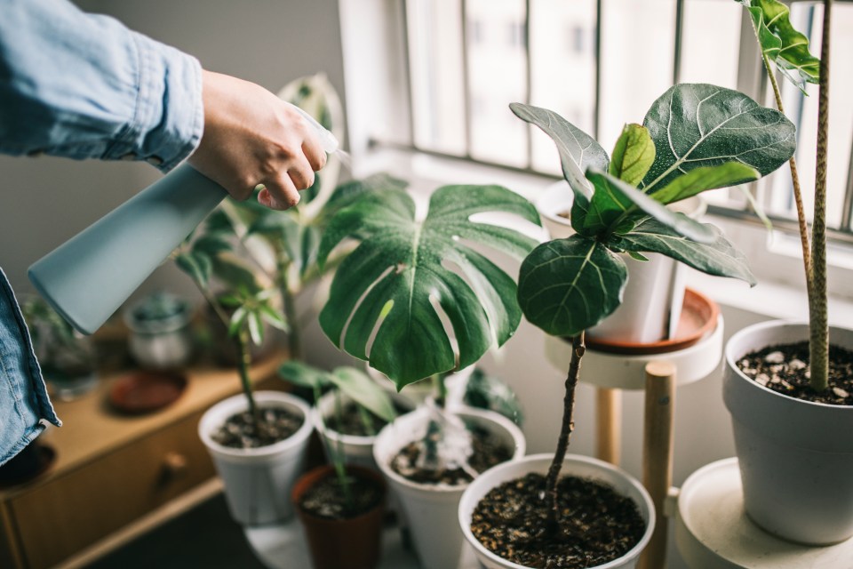 Person misting houseplants.
