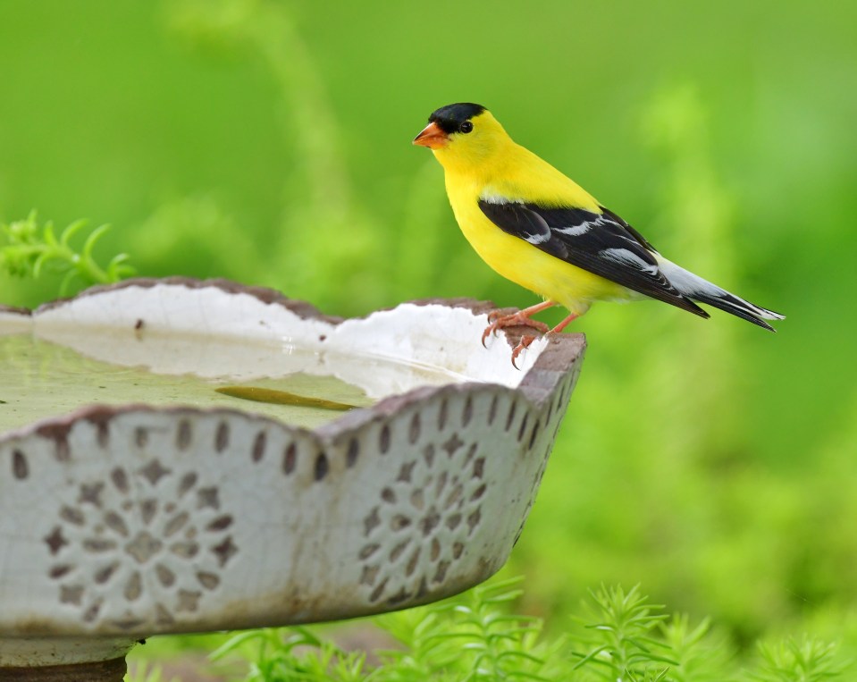 American goldfinch perched on a birdbath.