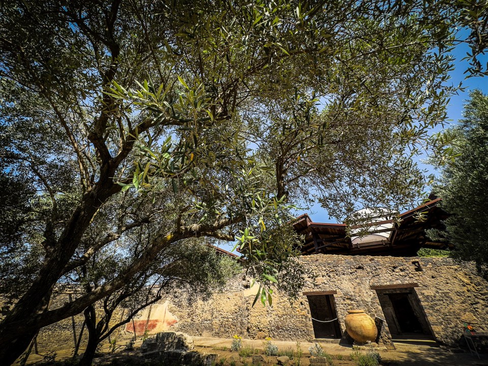 epa12169787 A view of the green area at the so-called House of the Garden of Hercules—also known as the 'Perfumer’s House'—in the Pompeii Excavations, Naples, Italy, 11 June 2025. A botanical and historical enhancement project has been completed at the site, believed to have been involved in the production and trade of scented essences during Roman times. The garden has been enriched with the planting of 800 ancient roses, 1,200 violets, 1,000 ruscus plants, as well as cherry trees, vines, and quince trees. These species, identified through archaeobotanical research, enabled a philological reconstruction of the garden, offering visitors a sensory glimpse into the ancient world. EPA/CESARE ABBATE