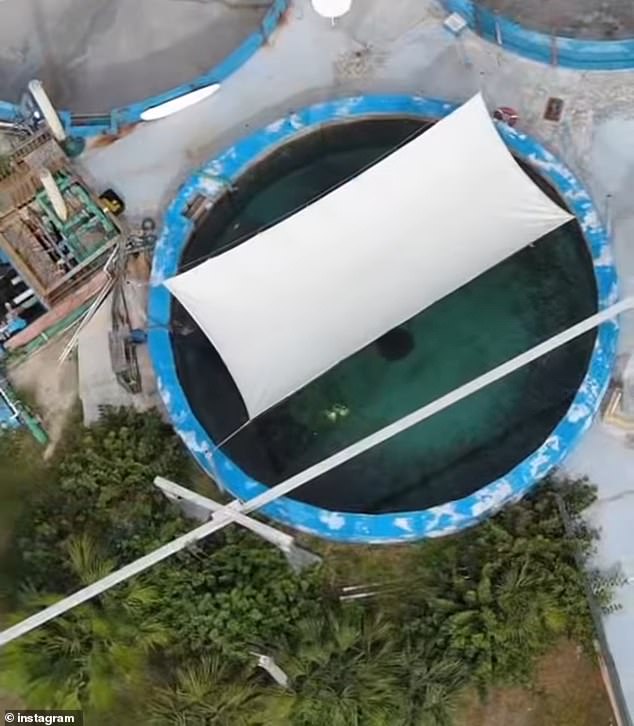 Pictured: A cover over Romeo's murky pool at Miami Seaquarium