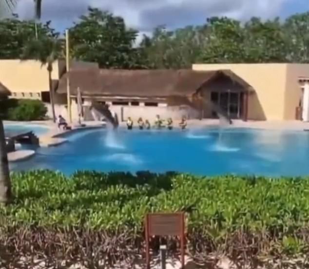 The horrifying moment a dolphin died after leaping out of a pool at a Mexican resort and smashing down into the concrete floor was caught on camera in January