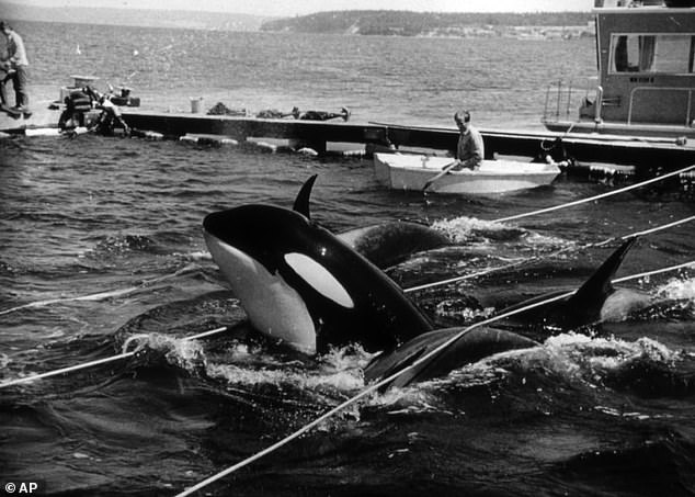 Pictured: The 'loneliest whale in the world', Lolita, in 1970. Lolita died in 2023 after living in captivity for more than 50 years