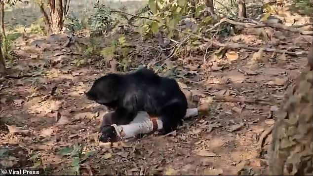 A father and son were killed after a rabid sloth bear brutally mauled them to death while they picked firewood