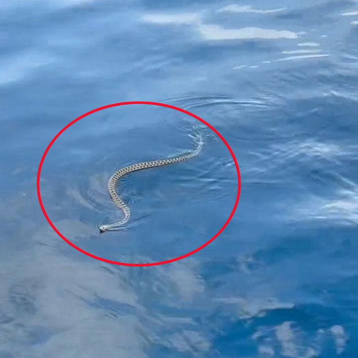 Snake swimming in the water.