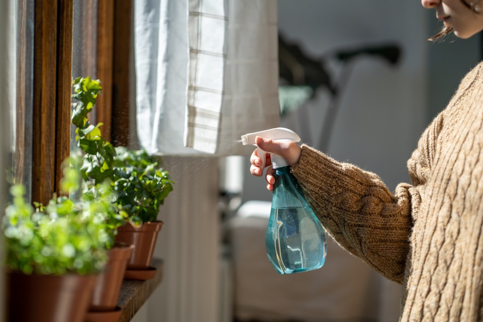 Woman spraying houseplants by a window.