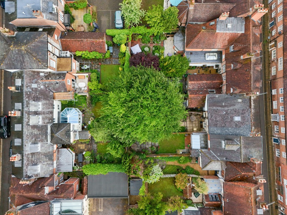 Aerial view of houses and gardens surrounding a large tree.
