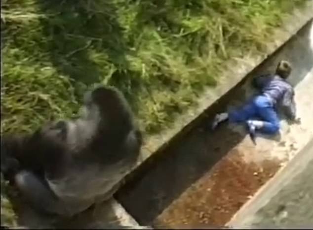 Levan Merritt was aged five and on the first day of a family holiday in Jersey when he slipped trying to get a better view of Jambo the 18 stone gorilla and fell 20ft down into the pit at the zoo