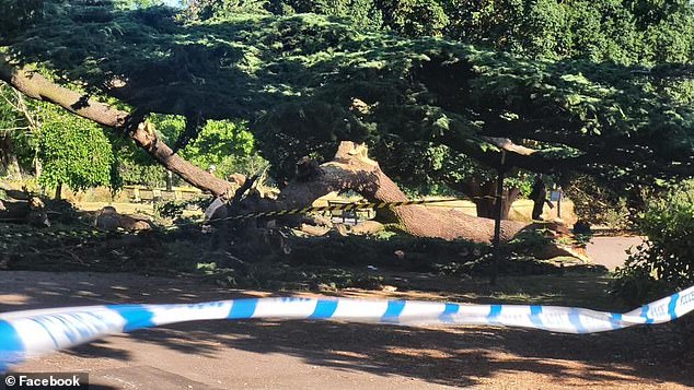 Brits enjoying the sunshine at a park in Essex have revealed the terrifying moment they saw a falling tree branch (pictured) kill a seven-year-old girl and injure four other children