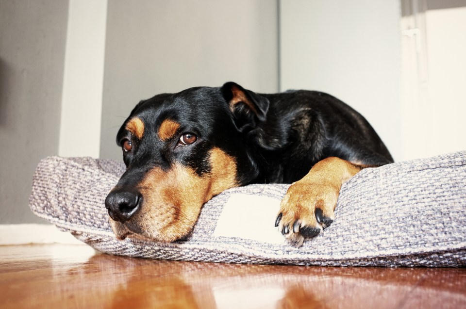 A Doberman Pinscher mixed-breed dog lying on a pet bed.