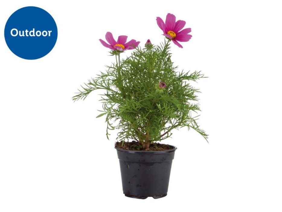 Assorted Flowering Plants