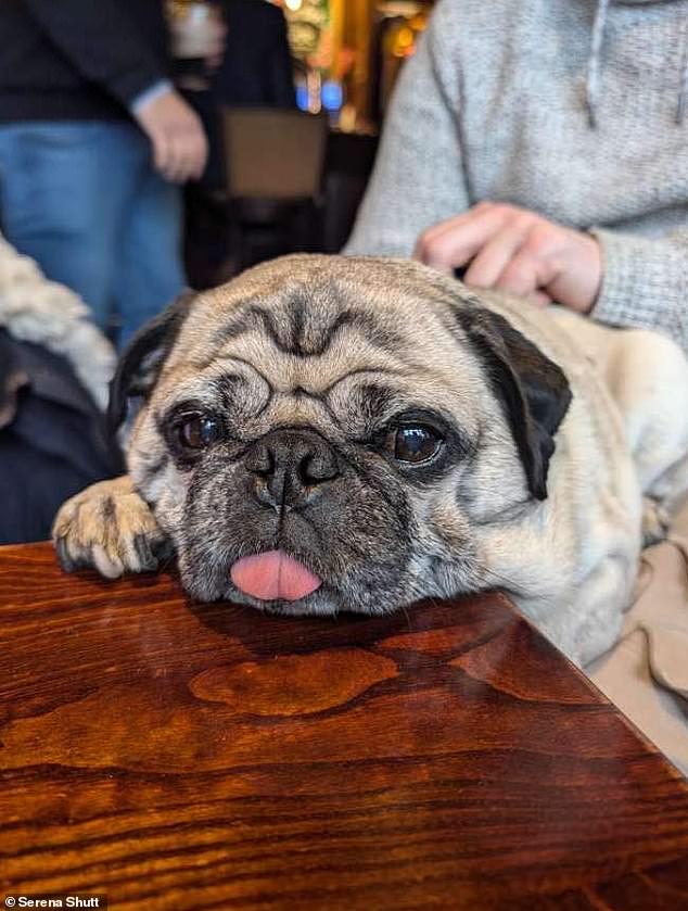 The Shutt family from Ruislip, West London, have been left devastated after their dog Ozzie was stolen during a violent robbery