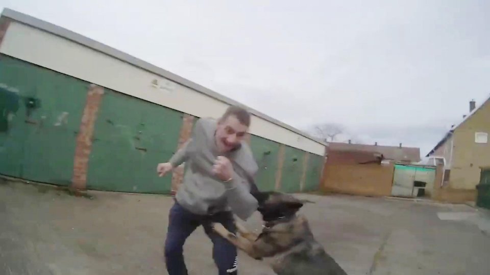 Police dog biting a man during an arrest.