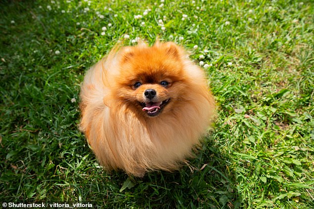 Saintly: A This is Money reader wants to be a good neighbour and stop her dog's barking