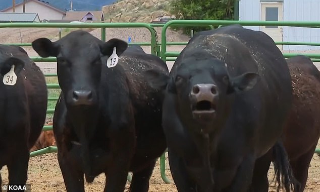 A total of 15 cows at a Colorado ranch owned by Kerri Higgs and her husband had mysteriously died