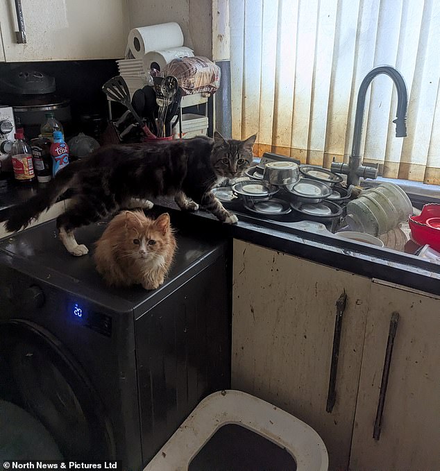 An OAP couple who kept 43 pedigree cats in a rancid, poo-covered home have been found guilty of an animal welfare offence. Pictured: The cats inside the home