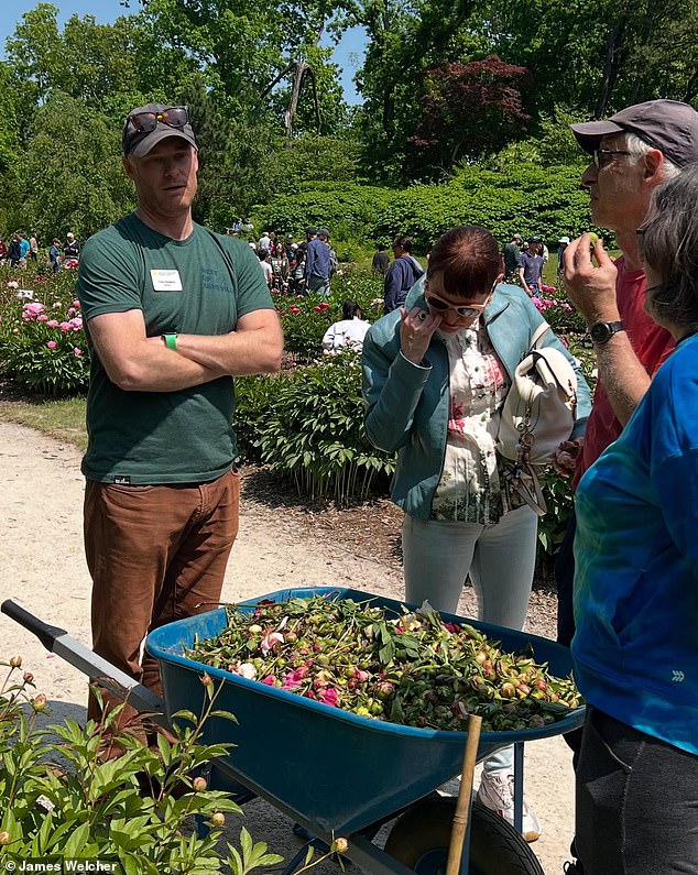 The Director of the gardens, Tony Kolenic, can be seen pushing a wheelbarrow cleaning up the mess and collecting hundreds of the heads of the peonies