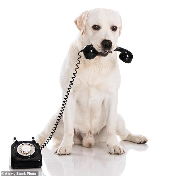 The yearning for their furry friends from afar sees nearly half (48 per cent) of pet owners video call their pets while on holiday, with a fifth checking an animal cam. Pictured: File photo