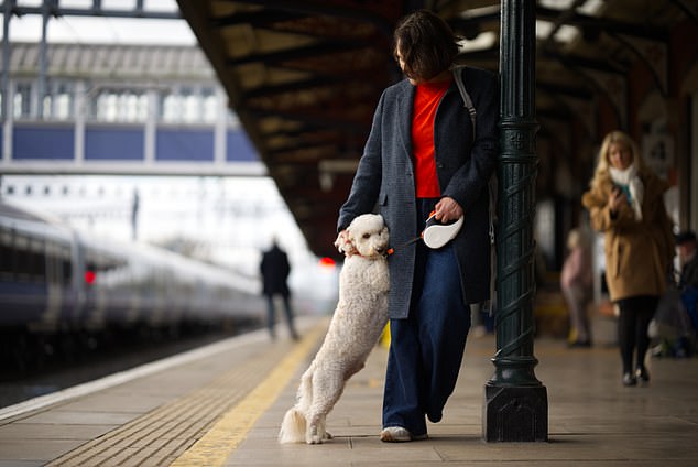 Almost half of all pet owners have cancelled a holiday to stay with their animals, new figures have shown. Pictured: File photo