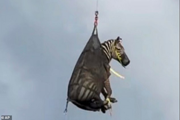 A pet zebra has finally been captured after he escaped - sparking a week-long manhunt across Tennessee