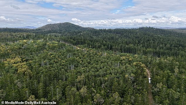 The area of dense bushland where Pheobe's remains were found