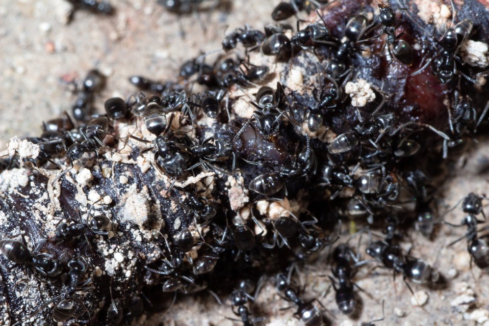 Close-up of ants eating a dead earthworm.