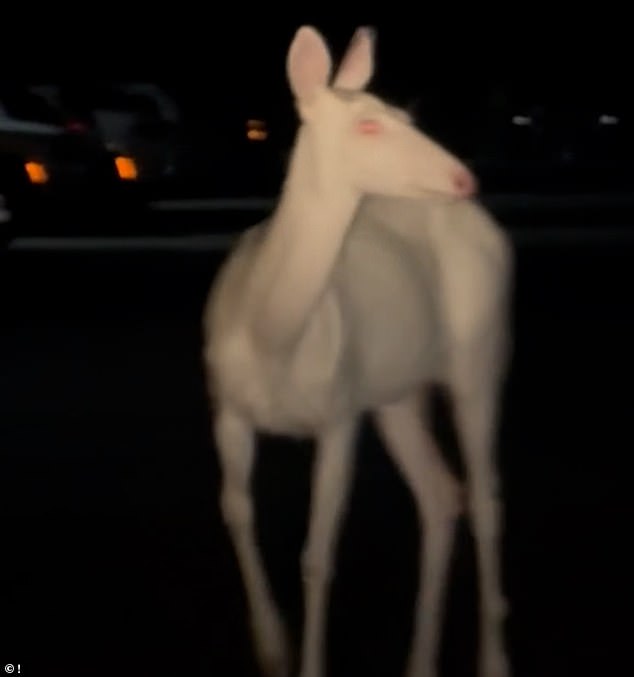 Ramez Khuran witnessed a completely white deer cross near his car the morning of June 18