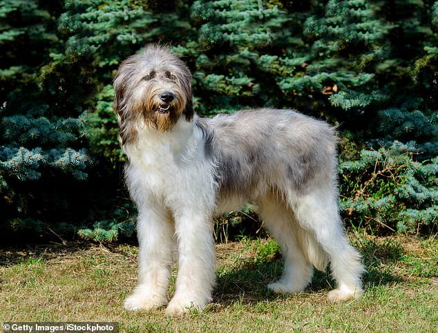 The most expensive dog breed in the UK is the Romanian Mioritic Shepherd Dog (pictured), which costs £16,250 over its lifetime
