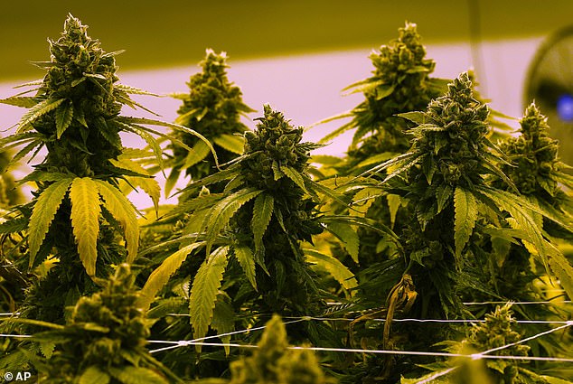 A stock image of cannabis plants shown growing in an indoor facility