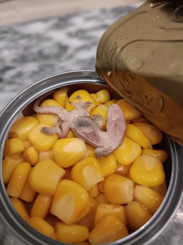 Dead gecko in a can of sweetcorn.