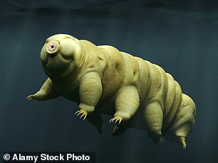The minute yet mighty Tardigrade