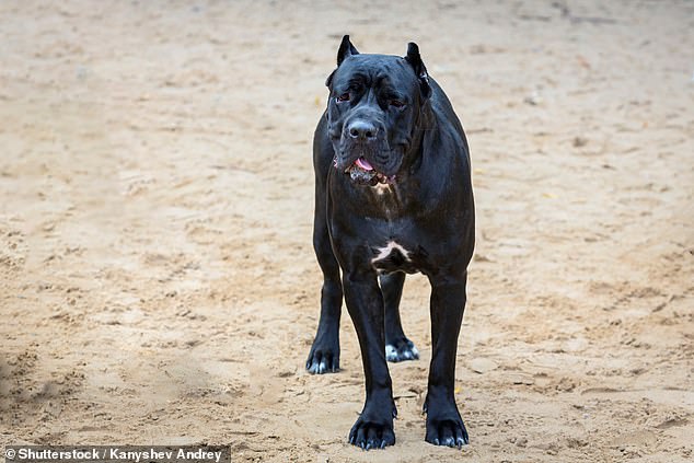 Lucy Bamber, 26, was walking her two dogs on leads when her Cane Corso Hugo bit the baby who was on the driveway of their home on March 2 (file image)