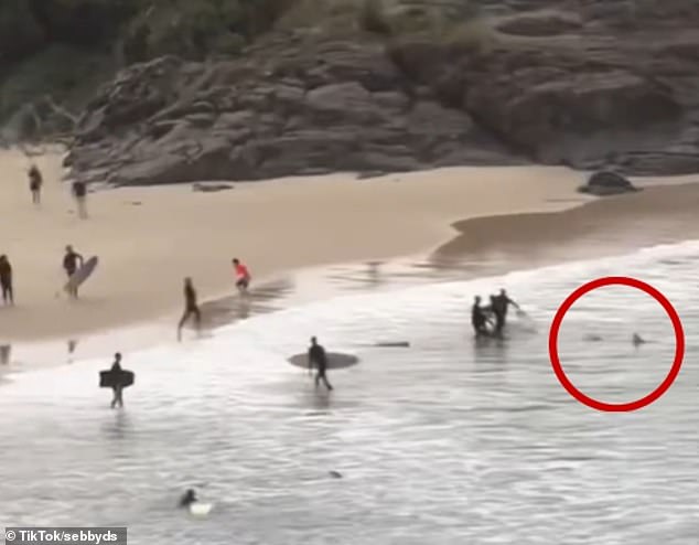 Terrifying video showed the shark tracking the young victim and his rescuers close to the shore