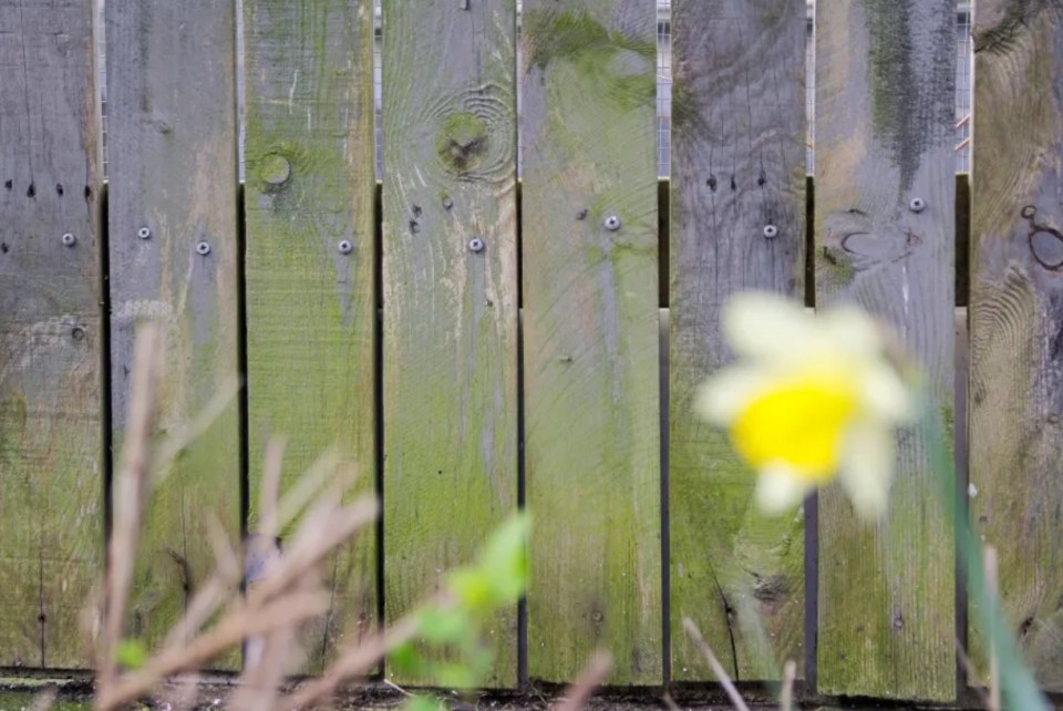 Weathered wooden fence with a daffodil in the foreground.