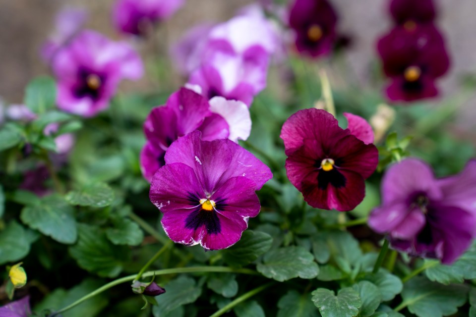 Purple pansies in bloom.