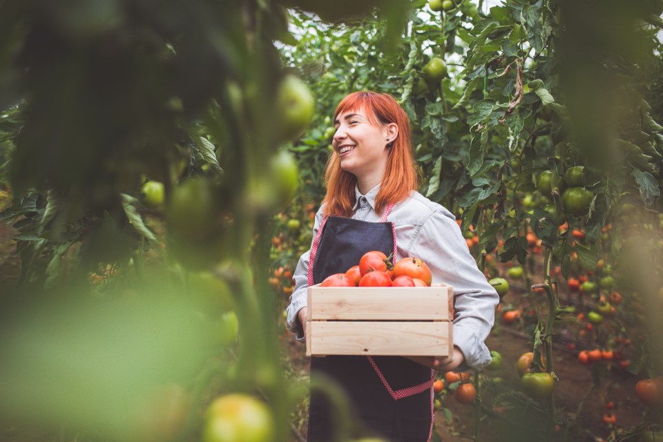 A woman smiles while carrying a crate of ripe tomatoes in a greenhouse.