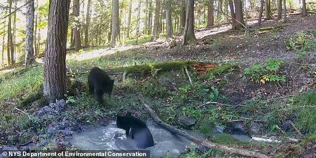 New trail camera footage from upstate New York shows two black bear cubs caught on video playing what looks suspiciously like a classic childhood game - tag