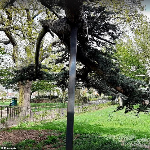 The tree that collapsed in an Essex park yesterday, killing a seven-year-old girl and leaving another fighting for her life, 'was held up by metal poles' (pictured) before the tragedy