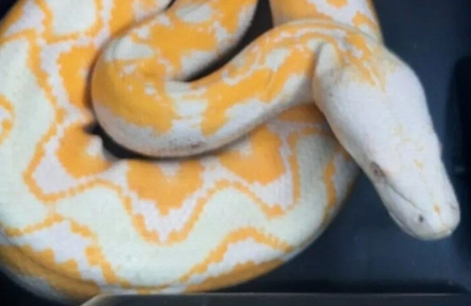 Abandoned exotic snake.