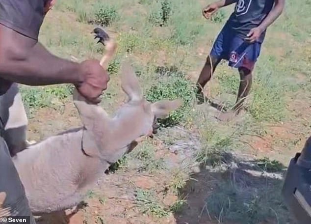 One of the group can be seen lifting the kangaroo by its arm before throwing it to the ground