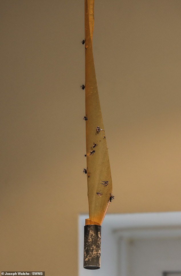 Residents of a posh royal town have been plagued by a 'nightmarish' invasion of flies which swarm their homes each summer, making their lives 'absolute hell'. Pictured: A piece of fly tap littered with the creatures in one resident's home