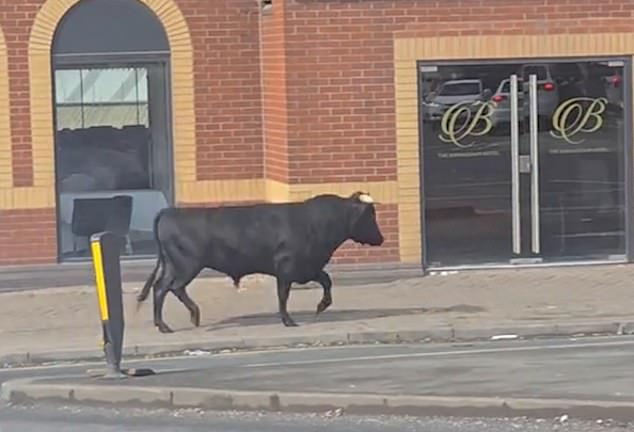 The bull can be seen charging down the pavement before running into the road and towards a busy roundabout