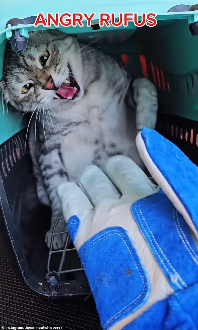 Donnie specializes in calming aggressive cats - many of whom have been banned from other vets and groomers